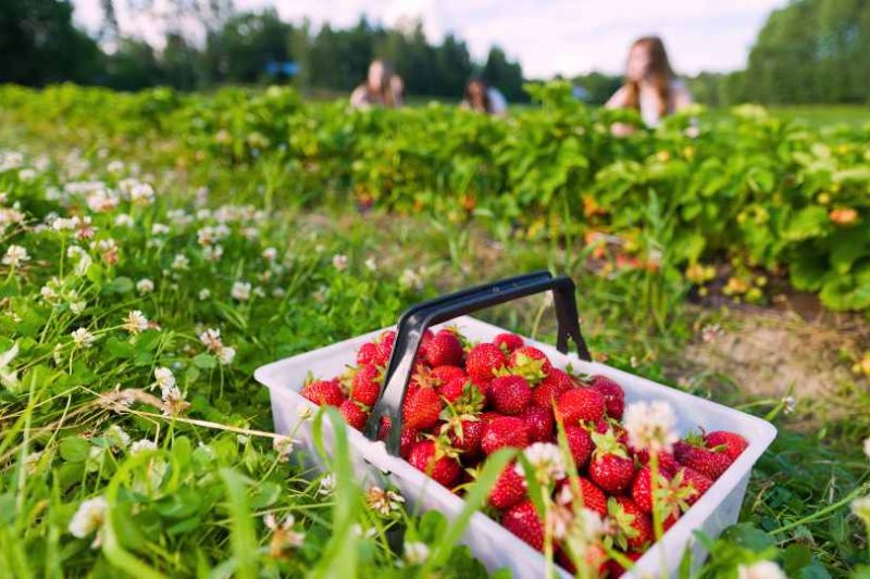 Wisata Kebun Buah dan Sayur: Serunya Panen Langsung dari Alam